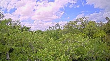 Weather camera view of Metairie Club Gardens.