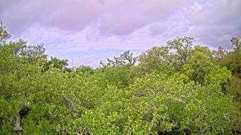 Weather camera view of Metairie Club Gardens.
