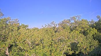 Weather camera view of Metairie Club Gardens.