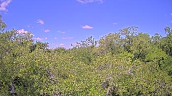 Weather camera view of Metairie Club Gardens.