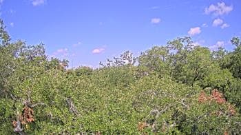 Weather camera view of Metairie Club Gardens.