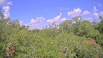 Weather camera view of Metairie Club Gardens.