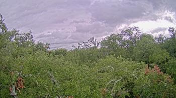 Weather camera view of Metairie Club Gardens.