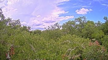 Weather camera view of Metairie Club Gardens.