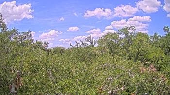 Weather camera view of Metairie Club Gardens.