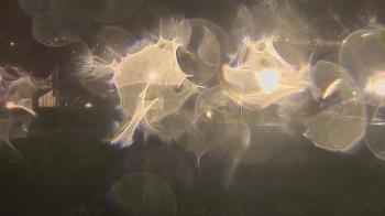 Weather camera view of Trinity MS.