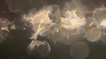 Weather camera view of Trinity MS.