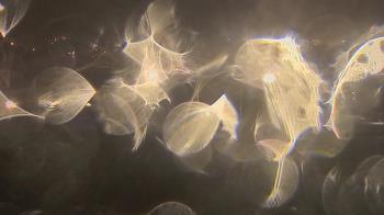 Weather camera view of Trinity MS.