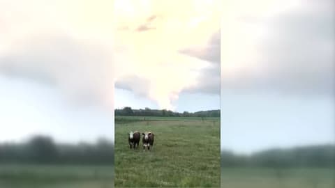 Cows Graze as Twister Swirls in Central Wisconsin