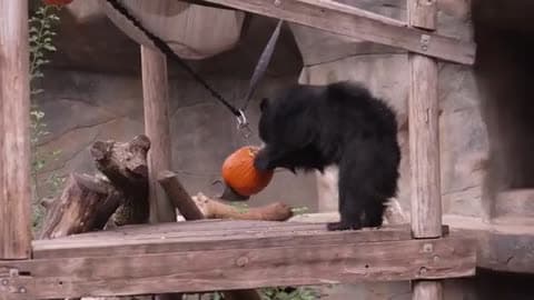 Zoo Animals Enjoy Halloween Themed Enrichment