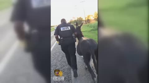 Runaway Donkey and Horses Wrangled by Deputies