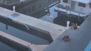 Weather camera view of Lake Powell Resorts and Marinas - Wahweap Marina.