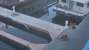 Weather camera view of Lake Powell Resorts and Marinas - Wahweap Marina.