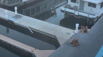 Weather camera view of Lake Powell Resorts and Marinas - Wahweap Marina.