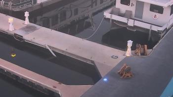 Weather camera view of Lake Powell Resorts and Marinas - Wahweap Marina.