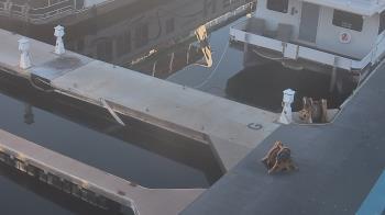 Weather camera view of Lake Powell Resorts and Marinas - Wahweap Marina.