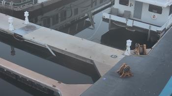 Weather camera view of Lake Powell Resorts and Marinas - Wahweap Marina.