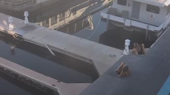 Weather camera view of Lake Powell Resorts and Marinas - Wahweap Marina.