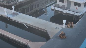 Weather camera view of Lake Powell Resorts and Marinas - Wahweap Marina.