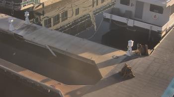 Weather camera view of Lake Powell Resorts and Marinas - Wahweap Marina.