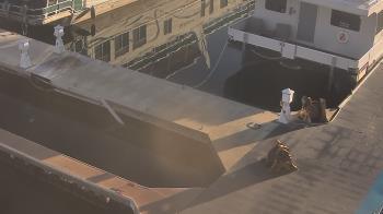 Weather camera view of Lake Powell Resorts and Marinas - Wahweap Marina.