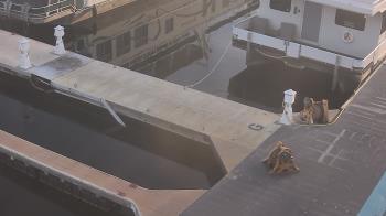 Weather camera view of Lake Powell Resorts and Marinas - Wahweap Marina.