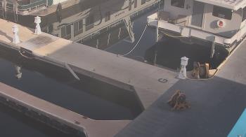 Weather camera view of Lake Powell Resorts and Marinas - Wahweap Marina.
