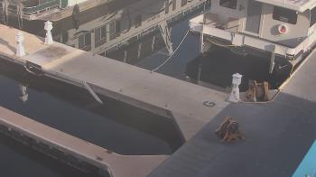 Weather camera view of Lake Powell Resorts and Marinas - Wahweap Marina.