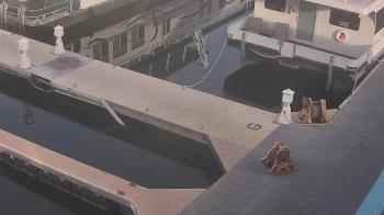 Weather camera view of Lake Powell Resorts and Marinas - Wahweap Marina.