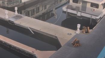 Weather camera view of Lake Powell Resorts and Marinas - Wahweap Marina.