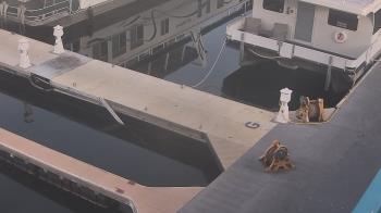 Weather camera view of Lake Powell Resorts and Marinas - Wahweap Marina.