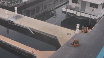 Weather camera view of Lake Powell Resorts and Marinas - Wahweap Marina.