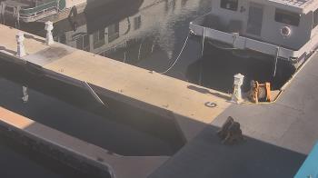 Weather camera view of Lake Powell Resorts and Marinas - Wahweap Marina.