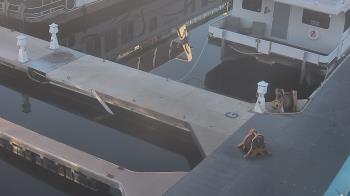 Weather camera view of Lake Powell Resorts and Marinas - Wahweap Marina.