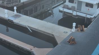 Weather camera view of Lake Powell Resorts and Marinas - Wahweap Marina.