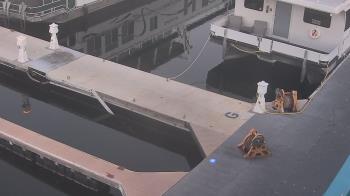 Weather camera view of Lake Powell Resorts and Marinas - Wahweap Marina.