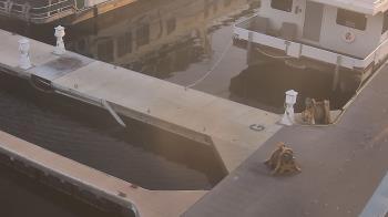 Weather camera view of Lake Powell Resorts and Marinas - Wahweap Marina.