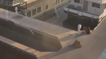 Weather camera view of Lake Powell Resorts and Marinas - Wahweap Marina.