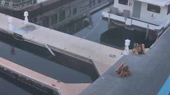 Weather camera view of Lake Powell Resorts and Marinas - Wahweap Marina.