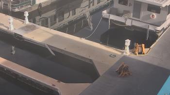 Weather camera view of Lake Powell Resorts and Marinas - Wahweap Marina.