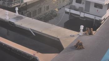 Weather camera view of Lake Powell Resorts and Marinas - Wahweap Marina.