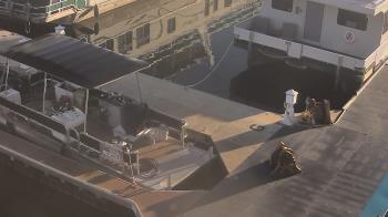 Weather camera view of Lake Powell Resorts and Marinas - Wahweap Marina.