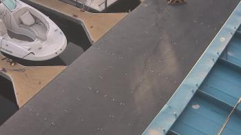 Weather camera view of Lake Powell Resorts and Marinas - Wahweap Marina.