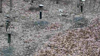 Weather camera view of Cincinnati Nature Center.