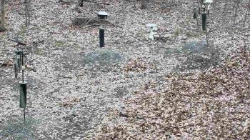 Weather camera view of Cincinnati Nature Center.