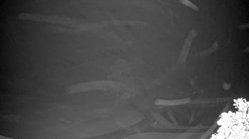 Weather camera view of The Clubs at Houston Oaks.