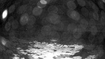 Weather camera view of Outer Island (Thimble Island Group).