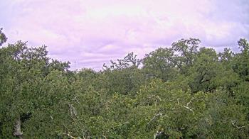 Weather camera view of Metairie Club Gardens.