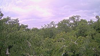 Weather camera view of Metairie Club Gardens.
