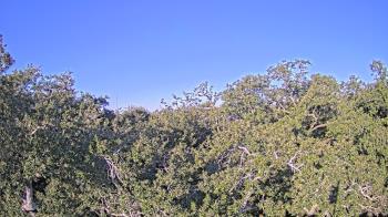 Weather camera view of Metairie Club Gardens.
